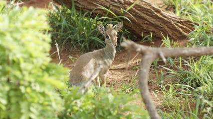 Wild fawn, wildlife in Kenya, Africa.