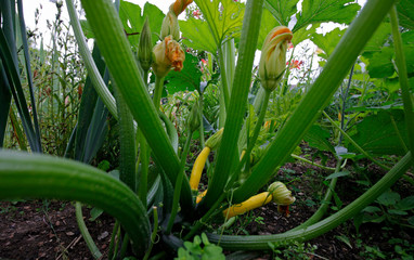 młode zielone rośliny liście owoce i kwiaty cukinia rośnie w letnim ogrodzie warzywnym © Maciek