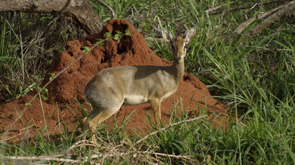 Deer in the woods, Kenya, Africa.