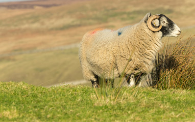 Swaledale sheep in Winter.  Single ewe facing right on rough moorland pasture.  Close up, blurred background.  Arkengarthdale, Tan Hill, Keld, Yorkshire Dales.  Horizontal.  Space for copy.