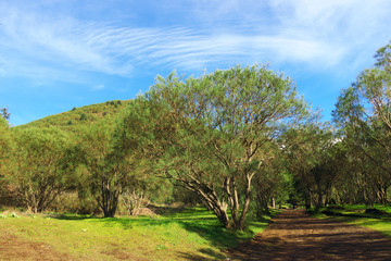 Mount Etna Broom In Etna Park, Sicily
