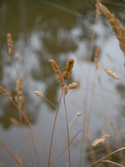 grass on a river