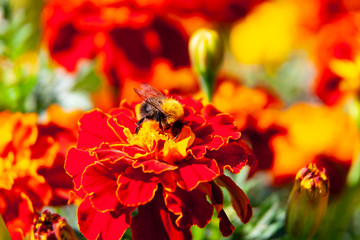 Bumblebee collects nectar and pollinates the flower