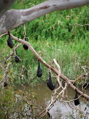 bats hanging over river