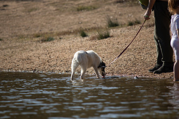 The dog with a white collar is drinking water from the lake. He has an owner and a child.