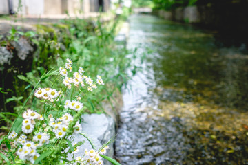 White flowers and grass at river in Kyoto downtown, Japan