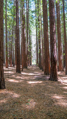Tall trees in Redwood forest