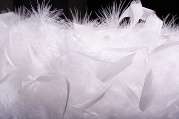 duck down feather on a black background