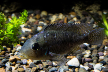 Fototapeta premium FIsh in aquarium