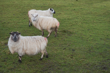 Flock of white sheep in a green grass field,