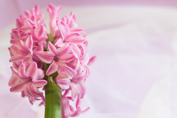 Pink giacinte close-up on a blurry light lilac background left with Kopi Space