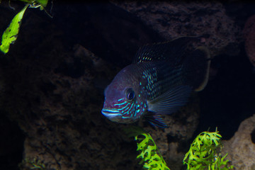 FIsh in aquarium