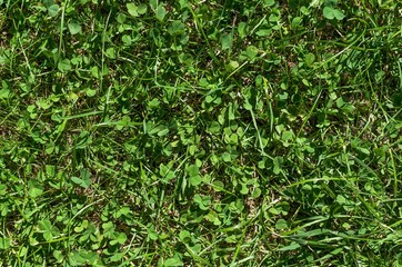 fragment of the green lawn surface with a clear view of the clover leaves in it close-up on the...