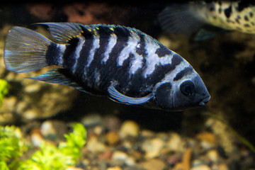 FIsh in aquarium