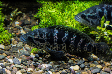 FIsh in aquarium