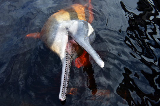 Feeding Pink Dolphins In An Ecopark On The Amazon River In Brazil