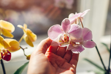 Purple orchid phalaenopsis. Woman taking care of home plants . Close-up of female hands holding violet flowers - obrazy, fototapety, plakaty