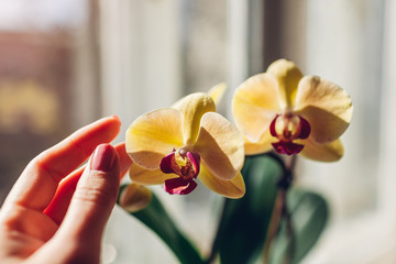 Orange orchid phalaenopsis. Woman taking care of home plants . Close-up of female hands holding yellow flowers