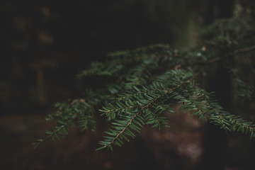 Dark moody closeup of hemlock needles