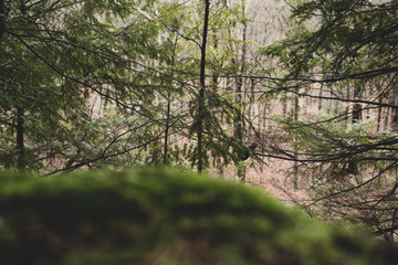Pines trees in sharp background with blurred foreground