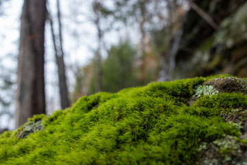 Moss growing on a rock in the woods