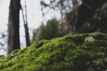 Naklejka premium Moss growing on a rock in the woods
