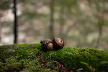 Closeup of oak acorns on a mossy log with trees in background