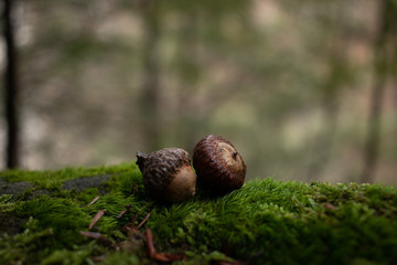 Two acorns on green moss © Ben