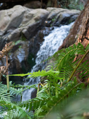 Waterfall in forest summer day