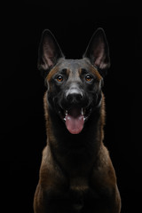 dog on a black background in the studio. Beautiful light. belgian shepherd portrait.