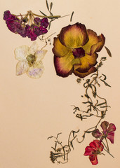 Pressed flowers