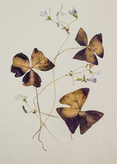 Pressed flowers
