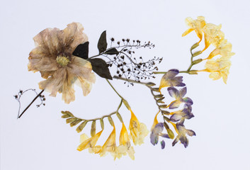 Pressed flowers