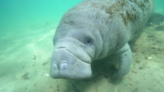 A curious and friendly Manatee (trichechus manatus) approaches the camera and initiates contact with the diver behind it. Citrus County is the only county in Florida where such interaction is legal.