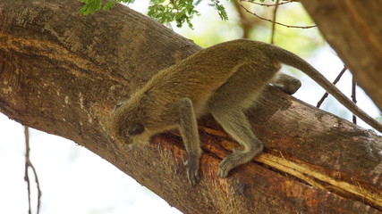 Wild monkey on a tree in Africa, animal wildlife.
