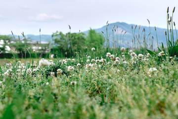 White flowers field, Kyoto, Japan