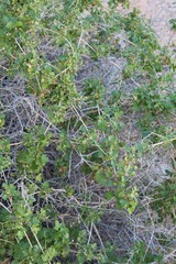 Beginning new growth as Winter tapers in Joshua Tree National Park is Clematis Pauciflora, Ropevine Clematis, a Southern Mojave Desert native.