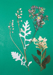 Pressed flowers