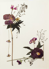 Pressed flowers