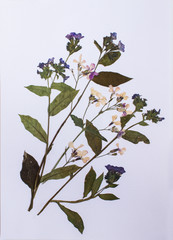 Pressed flowers
