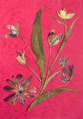 Pressed flowers
