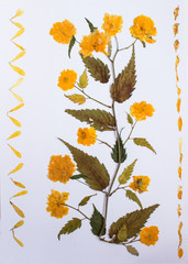Pressed flowers