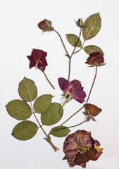 Pressed flowers
