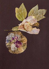 Pressed flowers