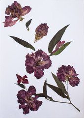 Pressed flowers