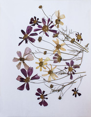 Pressed flowers