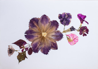 Pressed flowers