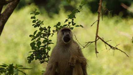 Wild monkey on a tree in Africa, animal wildlife.