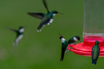Various white throated hummingbirds with dark green feathers feeding on a red hanging liquid basin against a clean out of focus blurred green background
