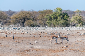 Fototapeta na wymiar A group of Impalas - Aepyceros melampus- grazing on the plains of Etosha National Park, Namibia.